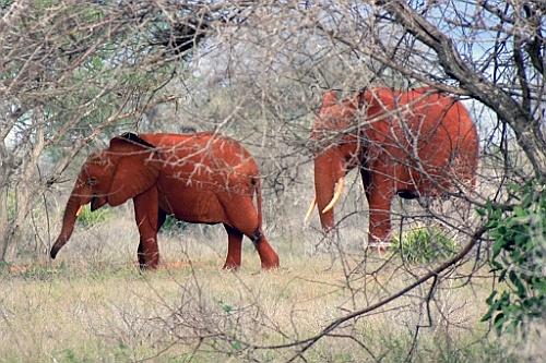 Kenia (411)